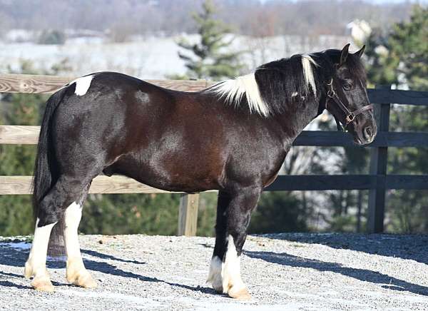 pleasure-driving-pony