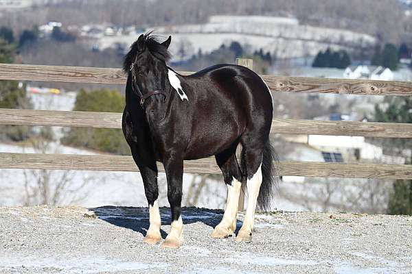 trail-riding-pony