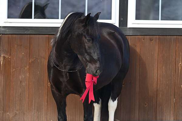 black-pony-gelding