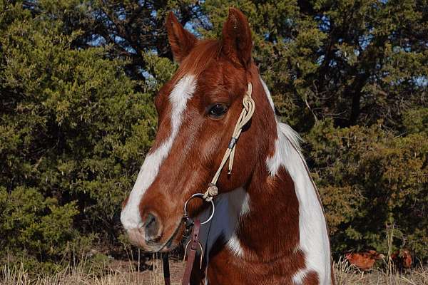 beginner-safe-quarter-horse