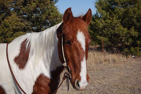 family-horse-quarter