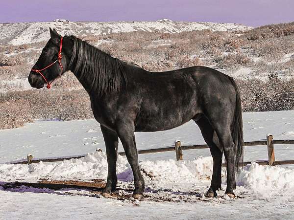 athletic-quarter-horse