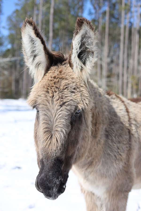 adopted-donkey