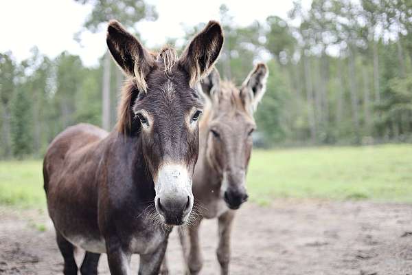 wild-donkey