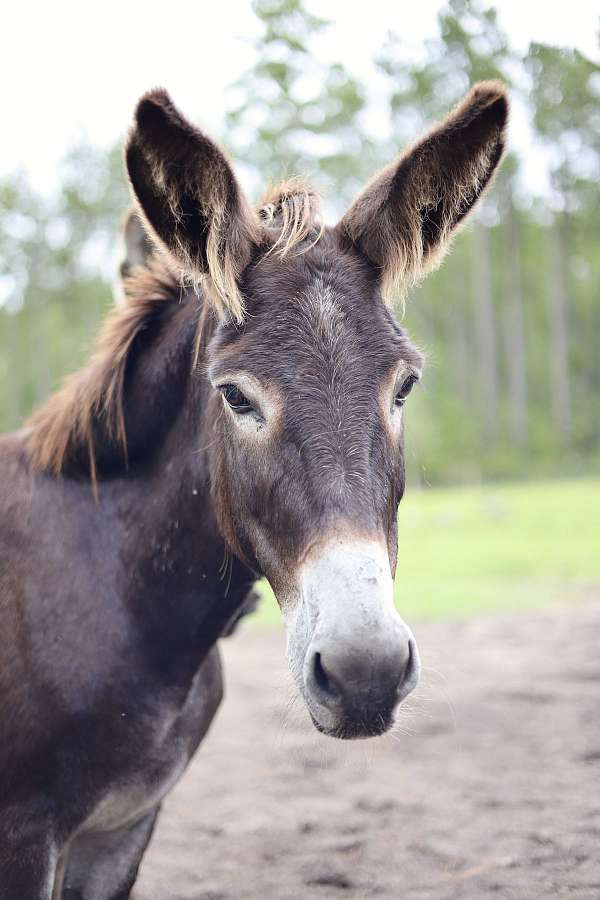 adoption-donkey