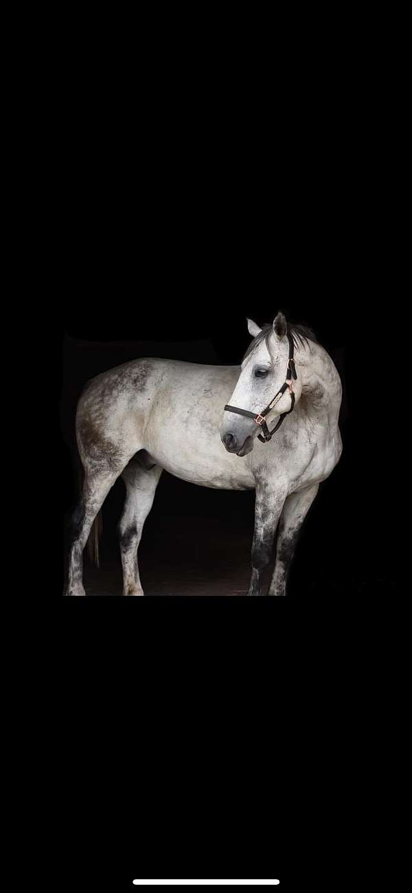 percheron-gelding