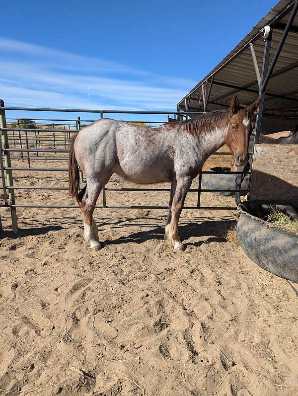 red-roan-roan-draft-filly