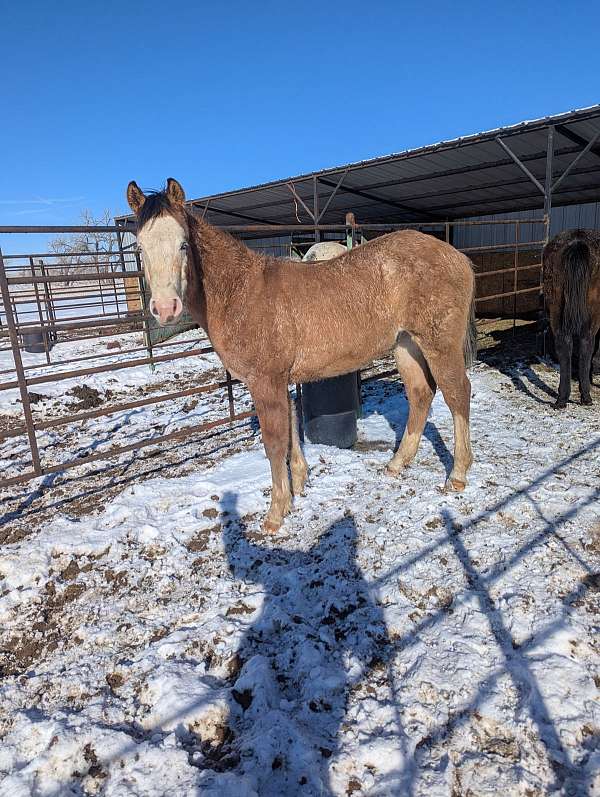 four-white-socks-colt