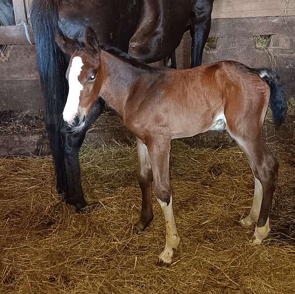 stallion-shire-thoroughbred-horse