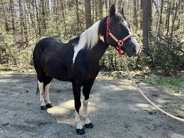 black-tobago-horse