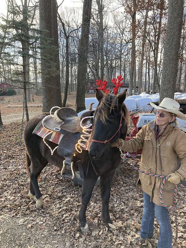 doc-bar-arabian-horse