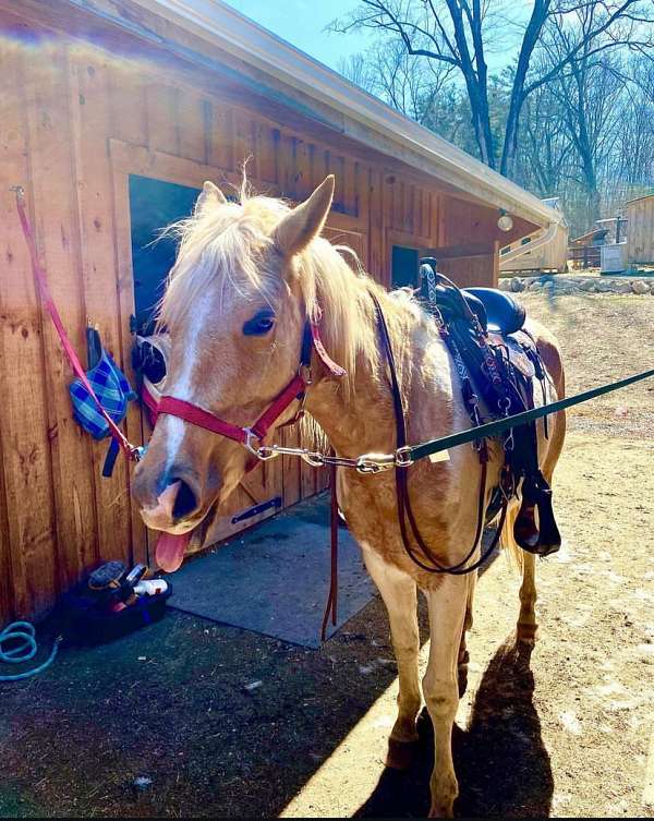 beginner-cross-pinto-horse