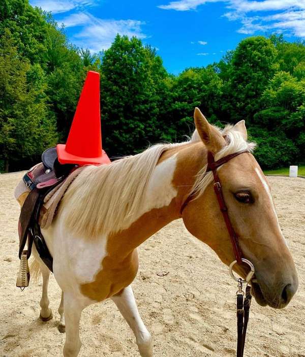 low-head-tennessee-walking-horse