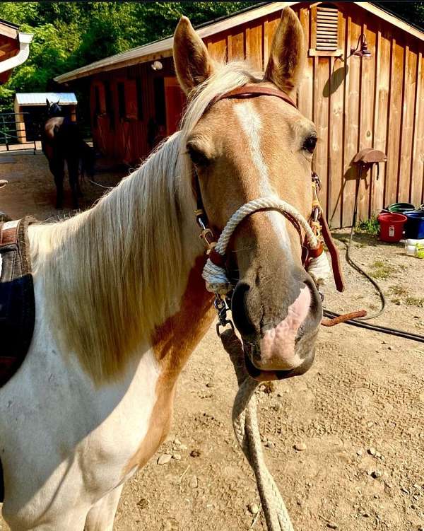 quick-learner-tennessee-walking-horse