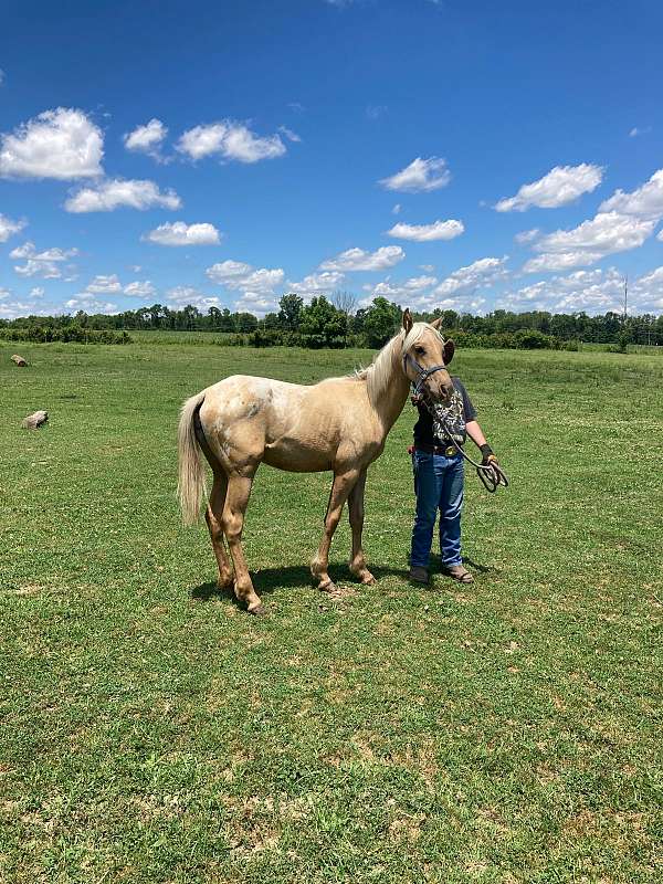 palomino-white-blanket-wspots-horse