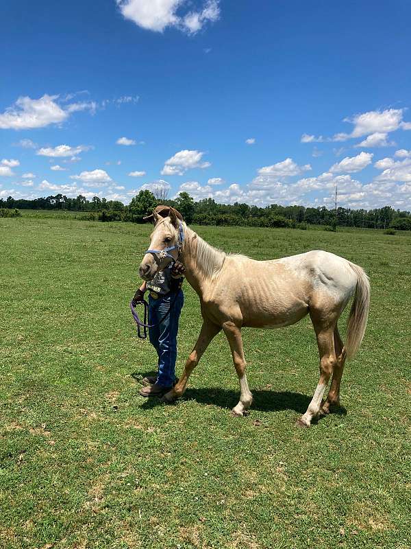 diamond-signal-quarter-horse