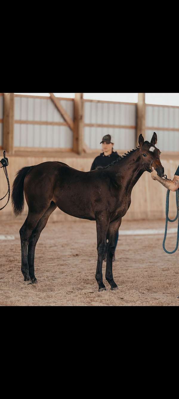 bay-white-thoroughbred-filly-mare