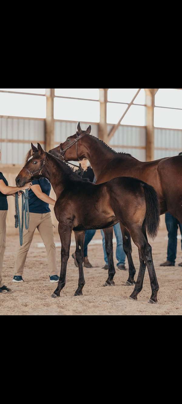 charlotte-warmblood-horse