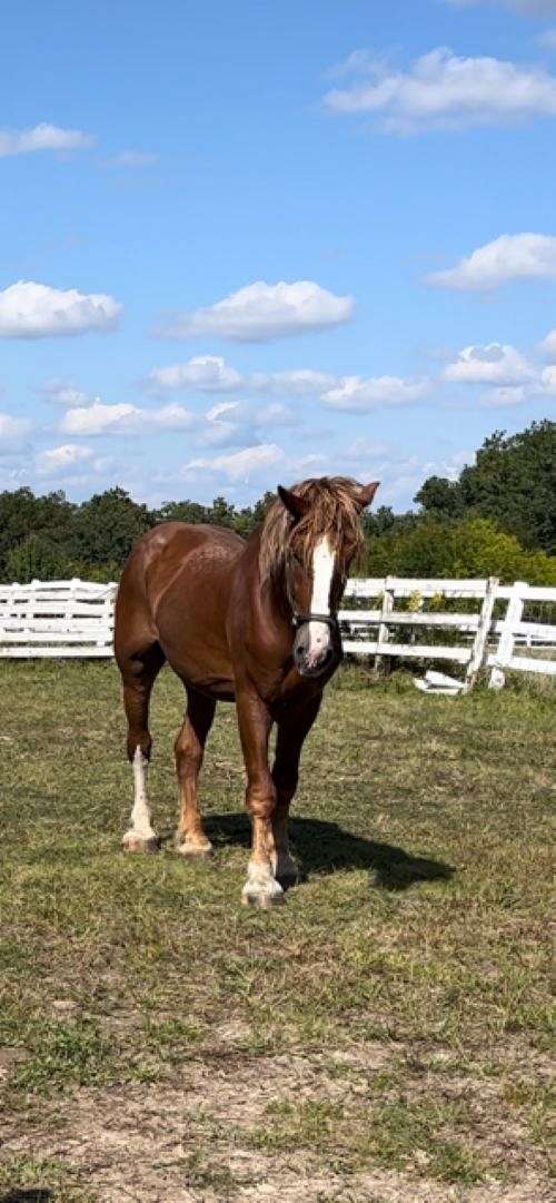 white-muzzle-horse