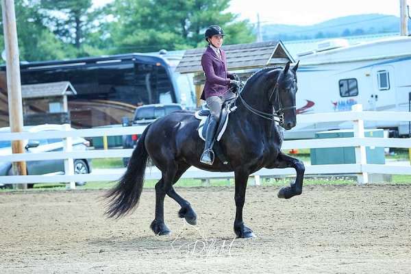 blue-roan-roan-friesian-percheron-weanling