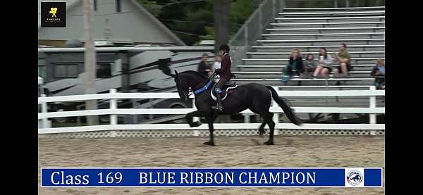 blue-roan-roan-usef-mare