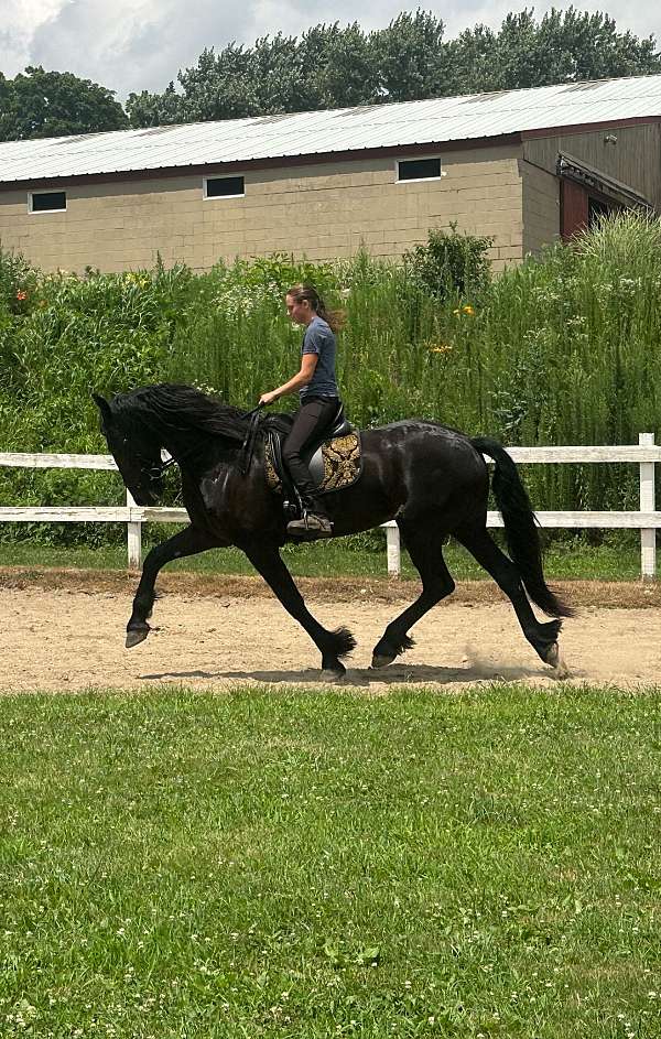 blue-roan-roan-usef-stallion