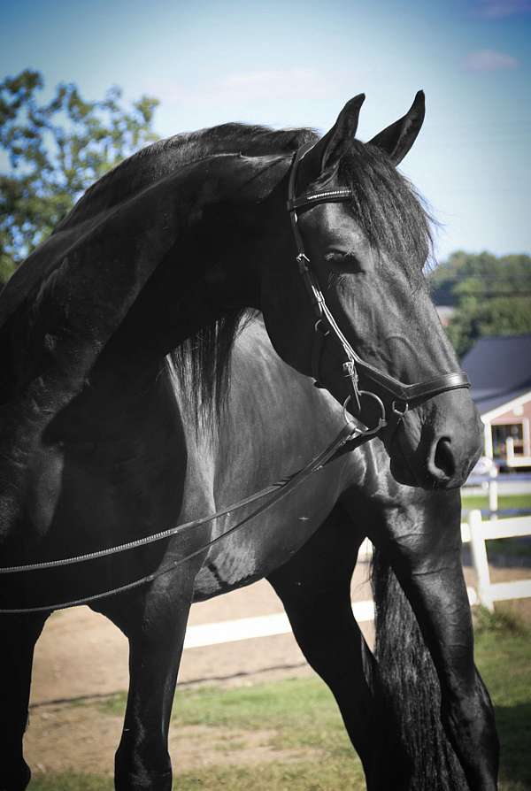 blue-roan-roan-usef-weanling