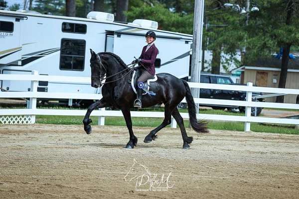 usef-friesian-percheron-mare