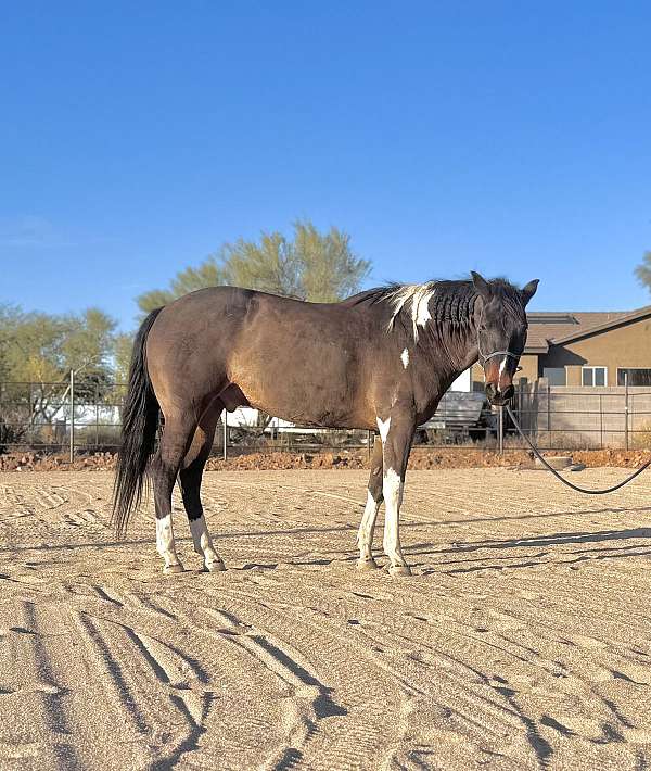 racing-pinto-horse