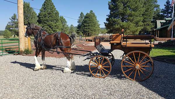 available-clydesdale-horse