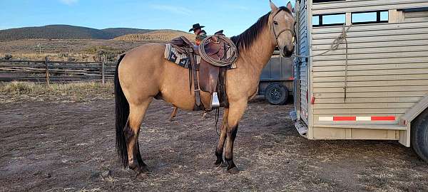 quarter-horse-gelding