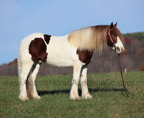 ranch-gypsy-vanner-horse