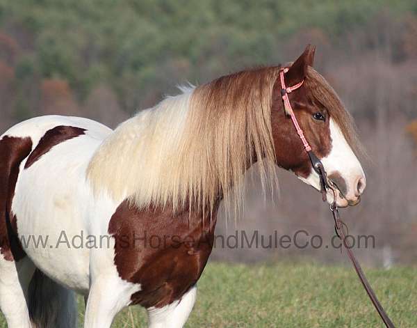 trails-gypsy-vanner-horse