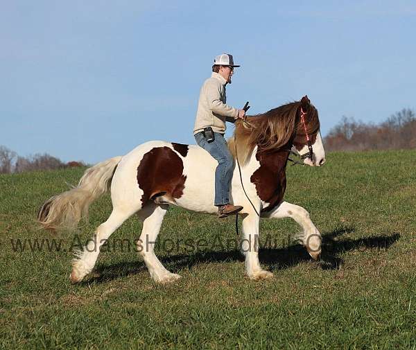 safe-gypsy-vanner-horse