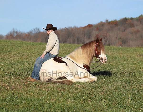 chestnut-tobiano-horse