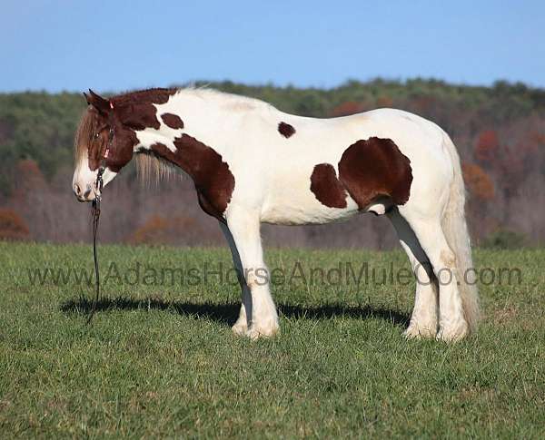 gvhs-draft-horse