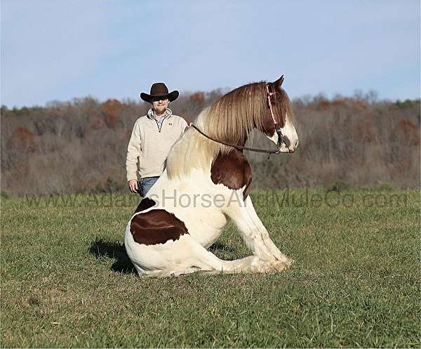 ropes-draft-horse