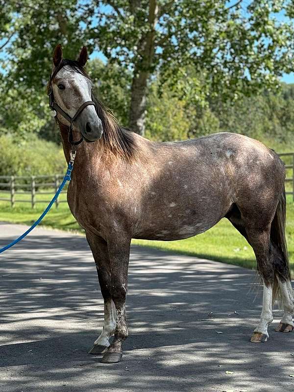 grey-canadian-warmblood-gelding