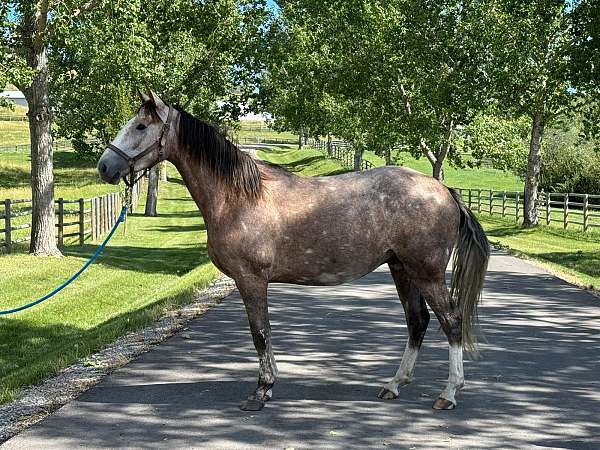 a-winner-canadian-horse