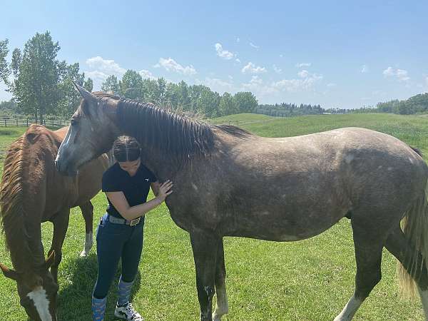 back-canadian-horse