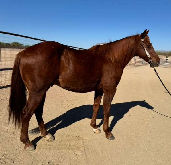 gentle-gelding-quarter-horse