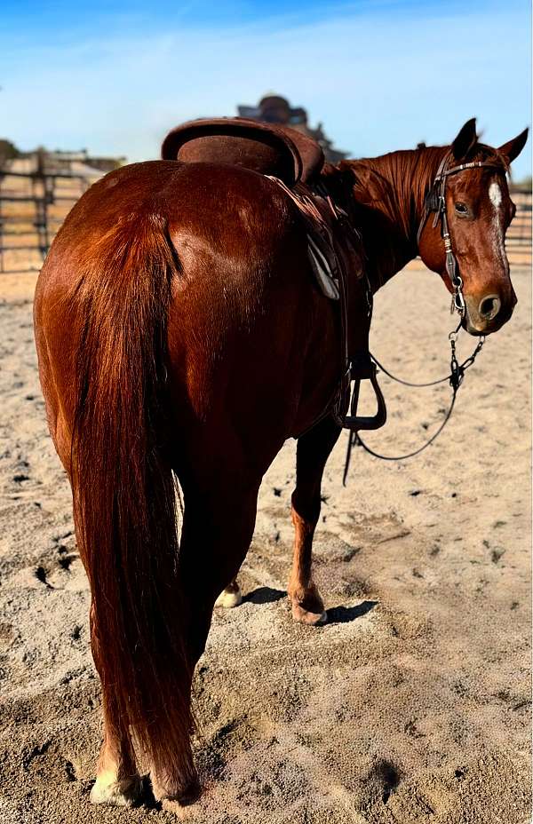 gelding-quarter-horse