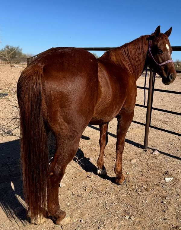 trail-horse-quarter