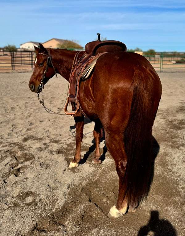 all-around-quarter-horse