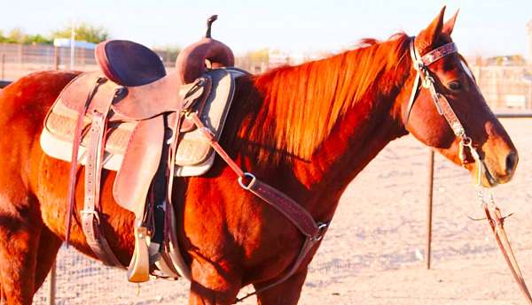 gelding-quarter-horse