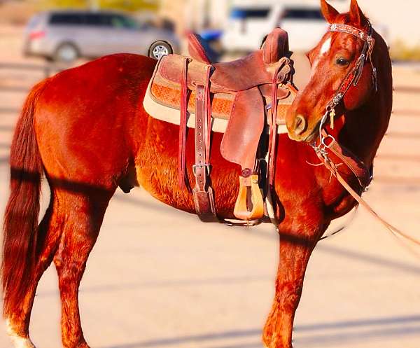 trail-horse-quarter