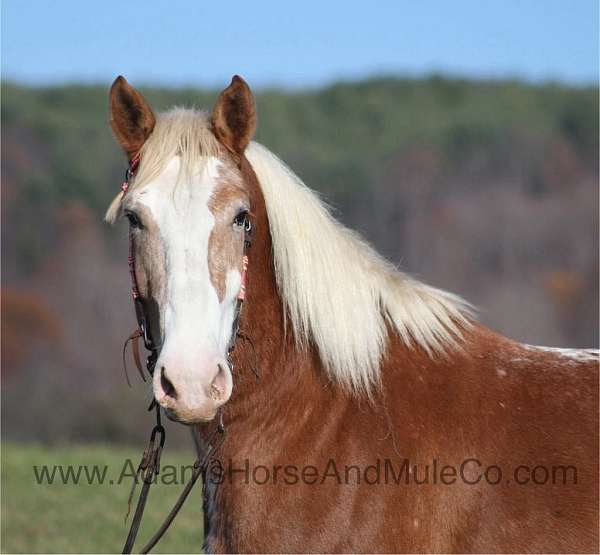 ranch-work-quarter-horse