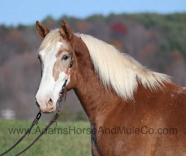 beginner-safe-quarter-horse