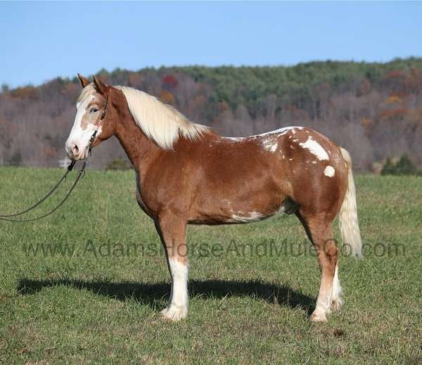 family-horse-quarter