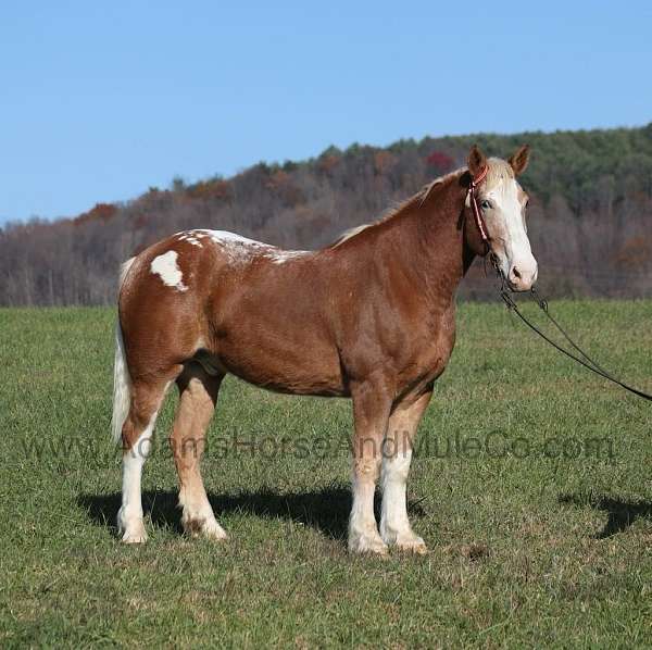 trail-quarter-horse